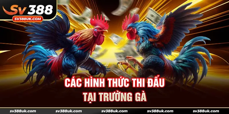 Các hình thức thi đấu tại trường gà