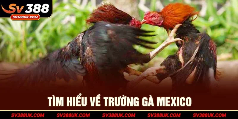 Tìm hiểu vài điều về trường gà Mexico