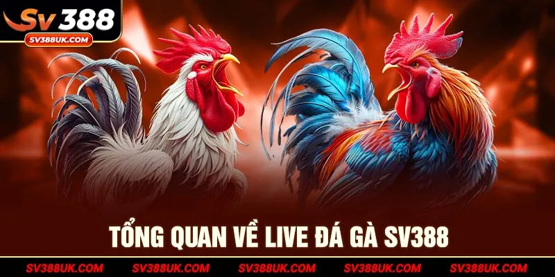 Tổng quan về Live đá gà SV388