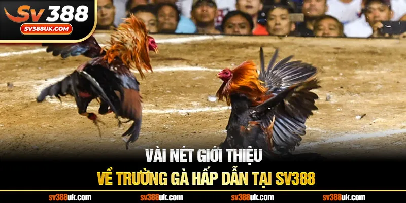 Vài nét giới thiệu về trường gà hấp dẫn tại SV388