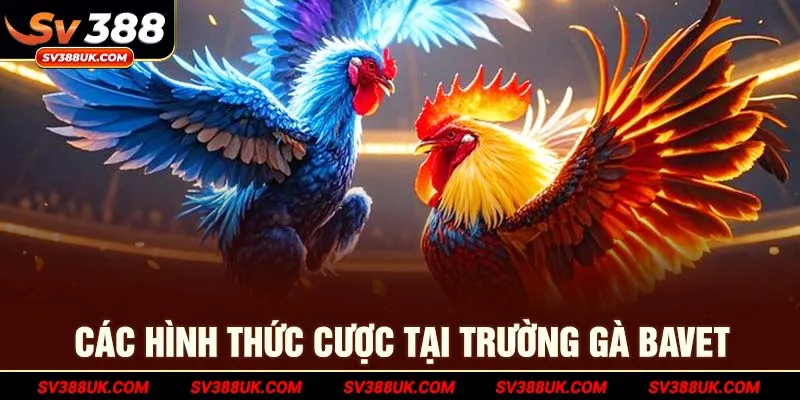 Các hình thức cược tại trường gà