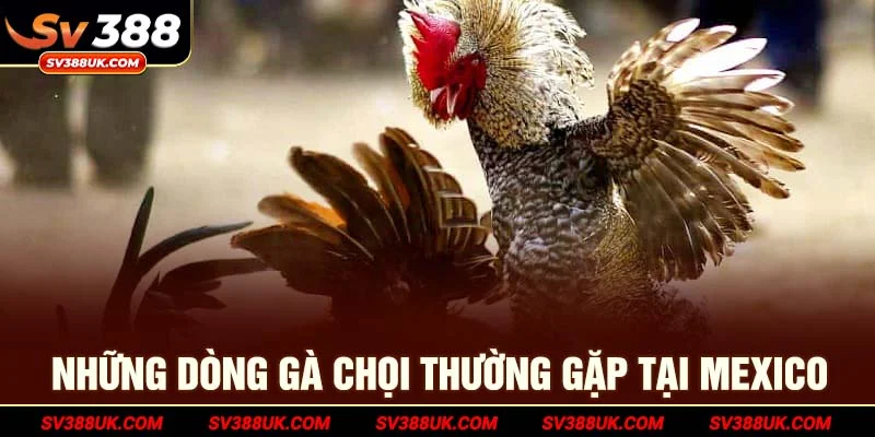Những dòng gà chọi thường gặp tại Mexico