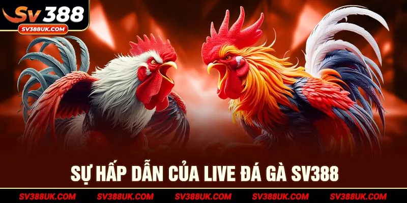 Sự hấp dẫn của live đá gà sv388