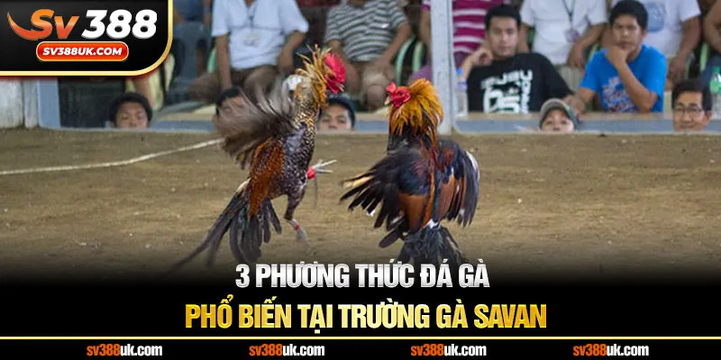 3 phương thức đá gà phổ biến tại trường gà Savan