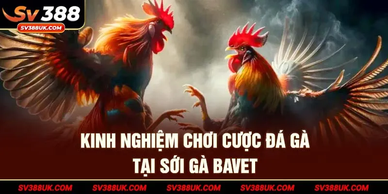Kinh nghiệm chơi cược đá gà tại Sới gà