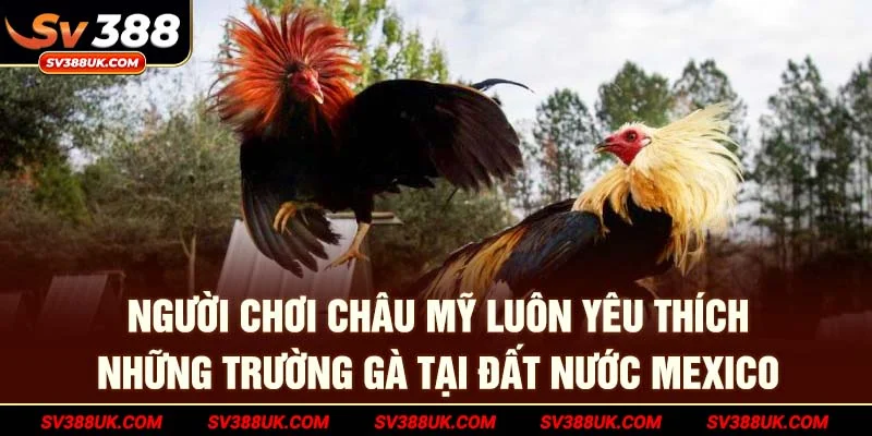 Người chơi khu vực Châu Mỹ luôn yêu thích trường gà ở Mexico