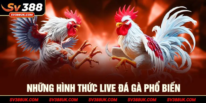 Những hình thức Live đá gà phổ biến