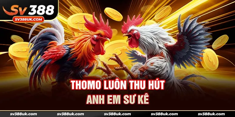 Thomo luôn thu hút anh em sư kê