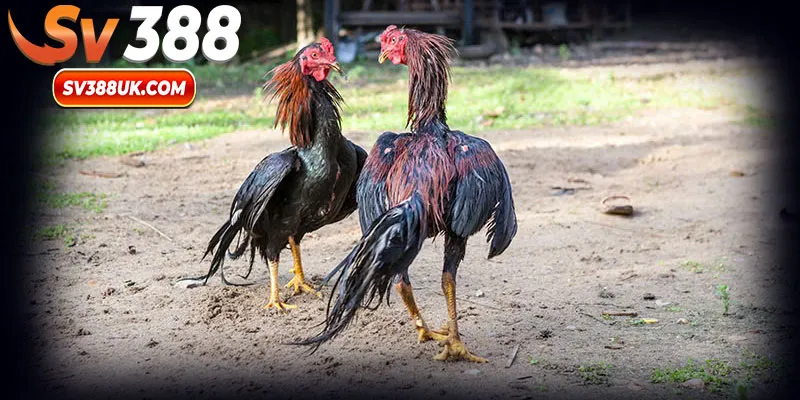 Chăm gà sau trận đấu đảm bảo sức khỏe chiến kê