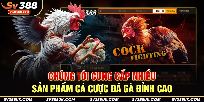 Chúng tôi cung cấp nhiều sản phẩm cá cược đá gà đỉnh cao