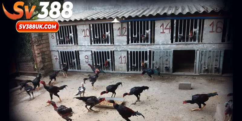 Đảm bảo nơi ở chiến kê luôn thông thoáng