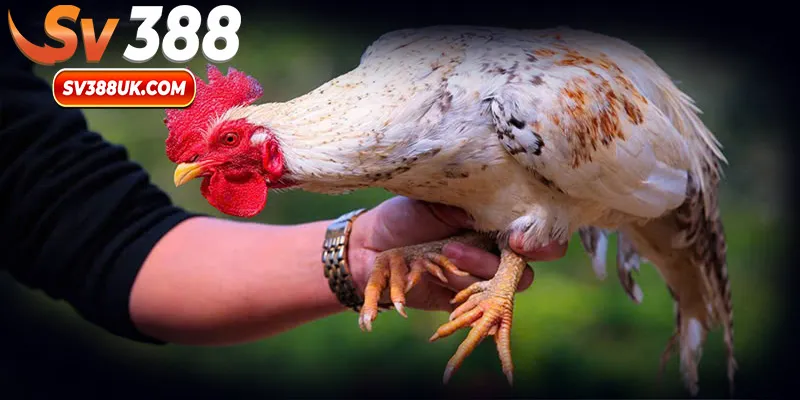 Lý do sư kê phải biết cách chăm sóc gà