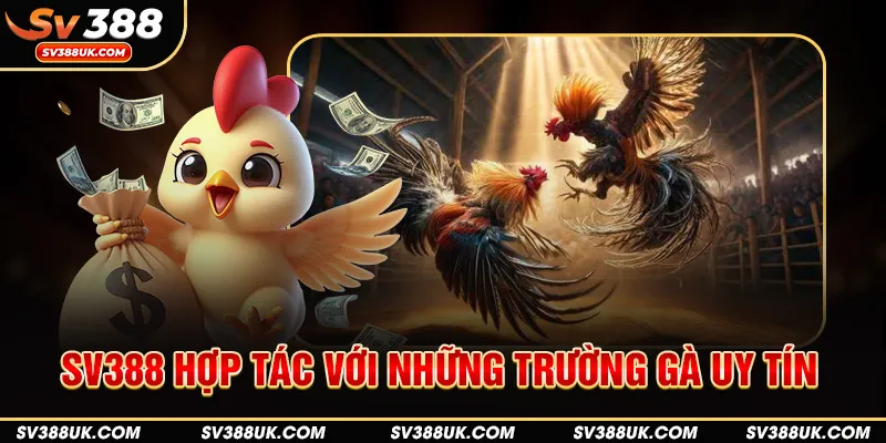 SV388 hợp tác với những trường gà uy tín